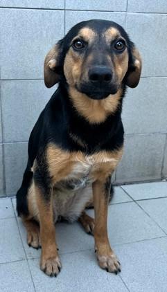 CAGNOLINE METICCE Foto 3